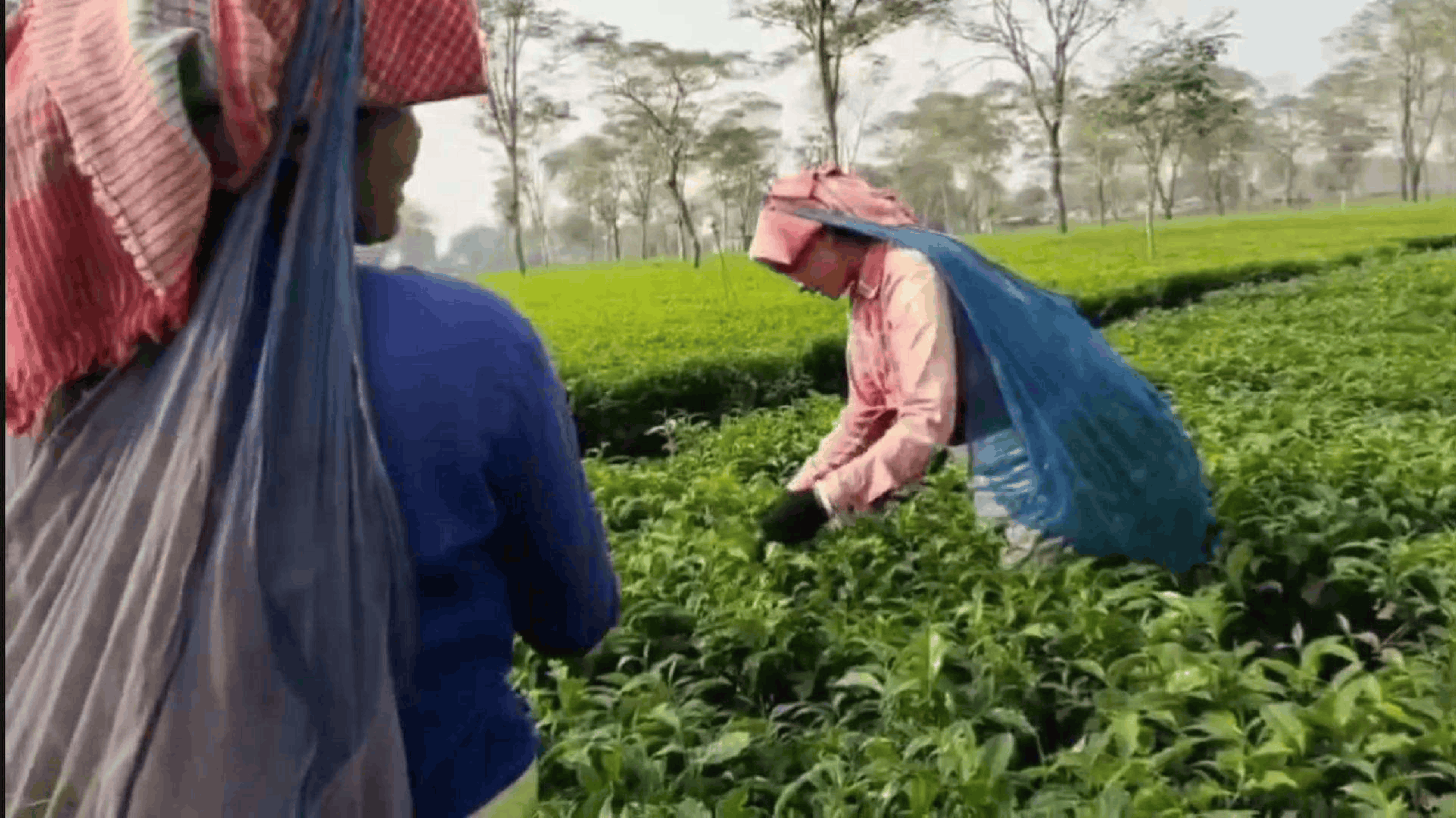 Tea Workers Thumbnail